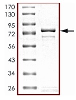 SDS-PAGE - Recombinant human STK25 protein (AB125588), expandable thumbnail
