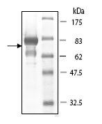 SDS-PAGE - Recombinant human STK3/MST-2 protein (AB195160), expandable thumbnail