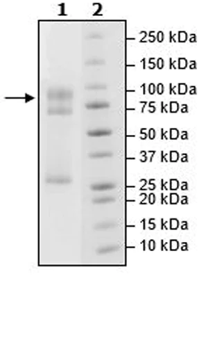 SDS-PAGE - Recombinant human STK33 protein (Active) (AB271749)
