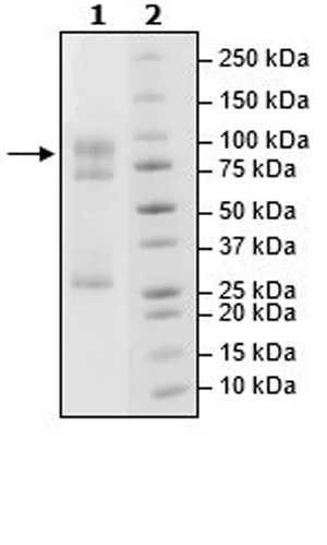 SDS-PAGE - Recombinant human STK33 protein (Active) (GST tag N-Terminus) (AB271749)