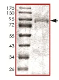 SDS-PAGE - Recombinant human STK36 protein (AB139615)