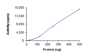 Functional Studies - Recombinant human STK38 protein (AB101549)