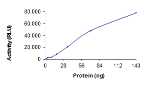 Functional Studies - Recombinant human STK38L/Ndr2 protein (AB125530)