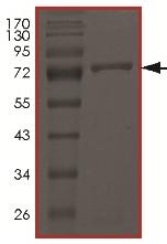 SDS-PAGE - Recombinant Human STK40 protein (AB179956)