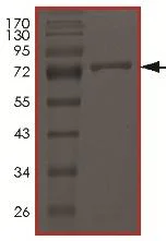 SDS-PAGE - Recombinant Human STK40 protein (GST tag N-Terminus) (AB179956)