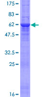 Recombinant Human Stomatin protein