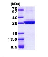 SDS-PAGE - Recombinant Human Stomatin protein (denatured) (AB167901), expandable thumbnail