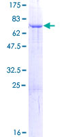 Recombinant Human STOML1 protein