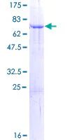 SDS-PAGE - Recombinant Human STOML1 protein (GST tag N-Terminus) (AB160470)
