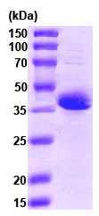 SDS-PAGE - Recombinant Human Stromal interaction molecule 1 protein (Calmodulin tag N-Terminus) (AB78681)