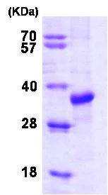 SDS-PAGE - Recombinant Human STUB1/CHIP protein (AB82791)