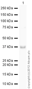 Western blot - Recombinant Human STUB1/CHIP protein (AB82791)