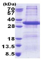 SDS-PAGE - Recombinant Human STX17 protein (AB171699)
