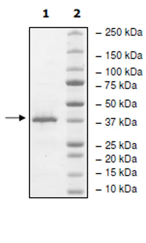 SDS-PAGE - Recombinant Human STYXL1 protein (DDDDK tag N-Terminus) (AB271807)