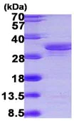 SDS-PAGE - Recombinant Human SUGT1 protein (AB103785)