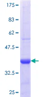 SDS-PAGE - Recombinant Human Sulfatase 1/SULF1 protein (GST tag N-Terminus) (AB153209)