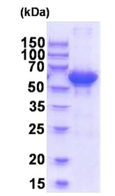 SDS-PAGE - Recombinant Human Sulfite oxidase protein (AB202605), expandable thumbnail