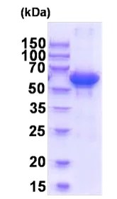 SDS-PAGE - Recombinant Human Sulfite oxidase protein (His tag N-Terminus) (AB202605)