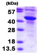 SDS-PAGE - Recombinant Human SULT2B1 protein (Tag Free) (AB93936)
