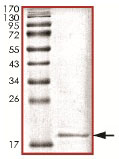 SDS-PAGE - Recombinant Human Sumo 1 protein (AB140417), expandable thumbnail