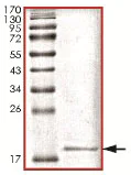 SDS-PAGE - Recombinant Human Sumo 1 protein (AB140417)