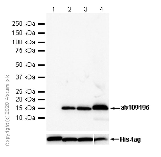 Western blot - Recombinant Human Sumo 1 protein (AB140417), expandable thumbnail