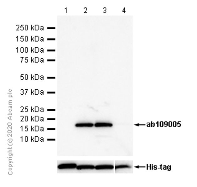 Western blot - Recombinant Human Sumo 1 protein (AB140417), expandable thumbnail