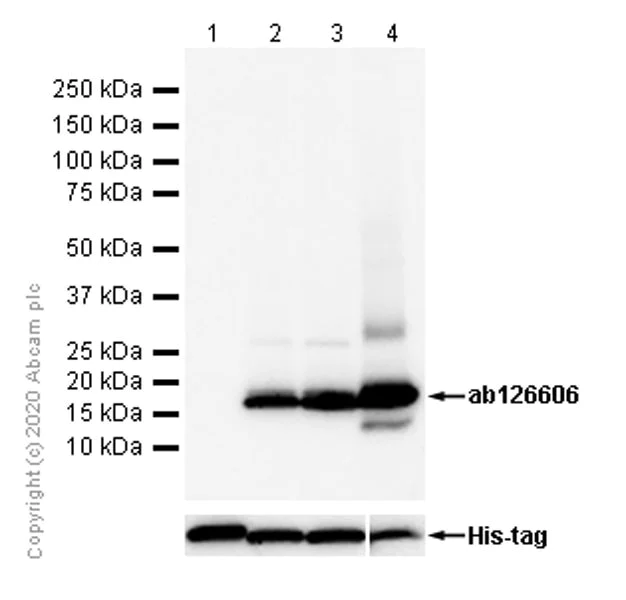 Western blot - Recombinant Human Sumo 1 protein (His tag N-Terminus) (AB140417)