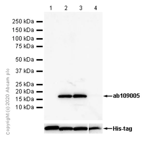Western blot - Recombinant Human Sumo 1 protein (His tag N-Terminus) (AB140417)