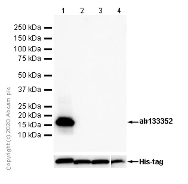 Western blot - Recombinant Human Sumo 1 protein (His tag N-Terminus) (AB140417)