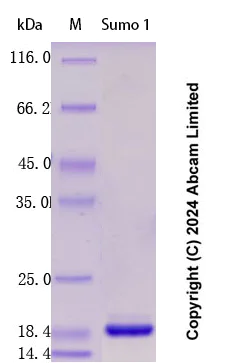 SDS-PAGE - Recombinant Human Sumo 1 Protein Standard (His tag) (AB323065)