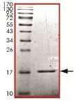Recombinant Human Sumo 2 protein