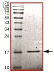 SDS-PAGE - Recombinant Human Sumo 2 protein (AB140420)