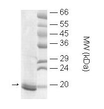 Recombinant Human Sumo 4 protein