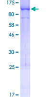 SDS-PAGE - Recombinant Human SUN2 protein (AB132707)