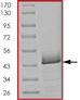 Recombinant Human Superoxide Dismutase 1 protein