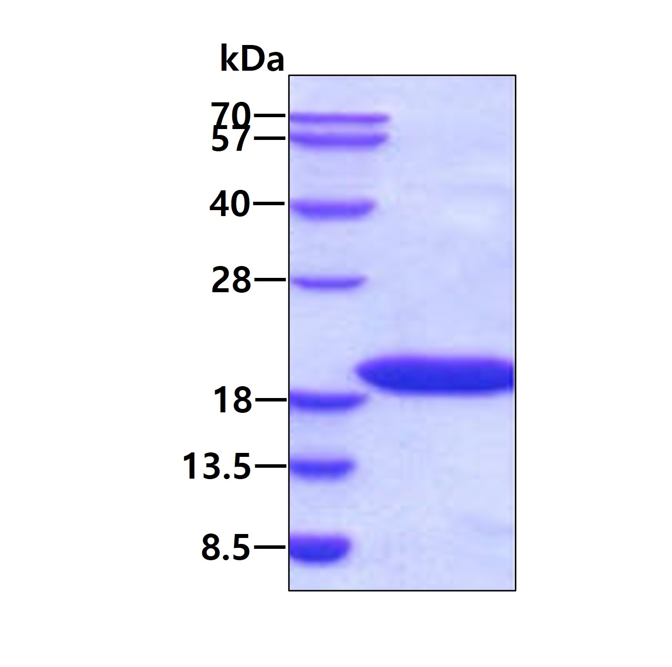 SDS-PAGE - Recombinant human Superoxide Dismutase 1 protein (Tag Free) (AB74916)