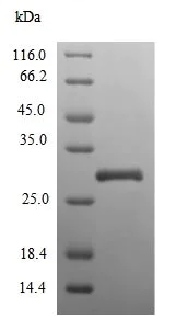 SDS-PAGE - Recombinant Human Superoxide Dismutase 3/EC-SOD protein (His tag) (AB236182)
