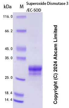 SDS-PAGE - Recombinant Human Superoxide Dismutase 3/EC-SOD Protein Standard (AB323080)