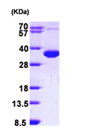 SDS-PAGE - Recombinant Human Superoxide Dismutase 4/CCS protein (AB99300)