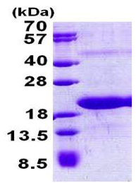 SDS-PAGE - Recombinant Human Surb7 protein (AB156980), expandable thumbnail