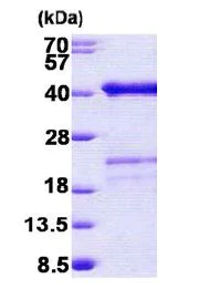 SDS-PAGE - Recombinant Human SURF2 protein (His tag N-Terminus) (AB156963)