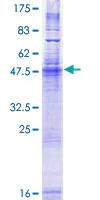SDS-PAGE - Recombinant Human SURF4 protein (GST tag N-Terminus) (AB159616)