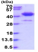 SDS-PAGE - Recombinant Human Surfactant protein D/SP-D (His tag) (AB229373), expandable thumbnail