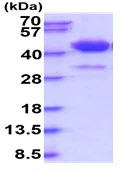 SDS-PAGE - Recombinant Human Surfactant protein D/SP-D (His tag) (AB229373)