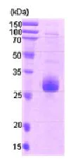 SDS-PAGE - Recombinant Human Survivin protein (Calmodulin tag N-Terminus) (AB87202)