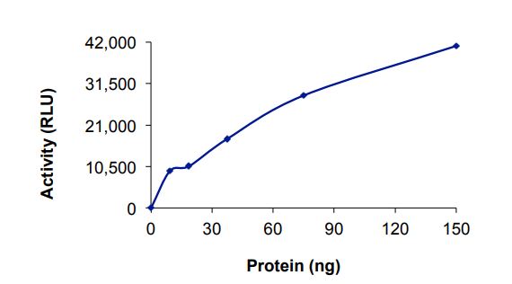 Recombinant human SUV420h1 protein (Active)