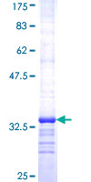 SDS-PAGE - Recombinant Human SV2A protein (GST tag N-Terminus) (AB153025)