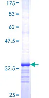 SDS-PAGE - Recombinant Human SV2A protein (GST tag N-Terminus) (AB153025)