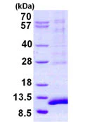 SDS-PAGE - Recombinant Human SYCE3 protein (AB131666)